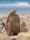 King Penguin half grown chick on beach of Saunders Island. South America, Falkland Islands. Art Print